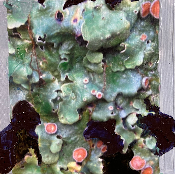 Lichen Fruiting Bodies I by Mila Rossi