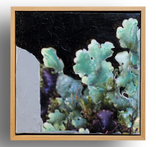 Lichen Fruiting Bodies VI by Mila Rossi