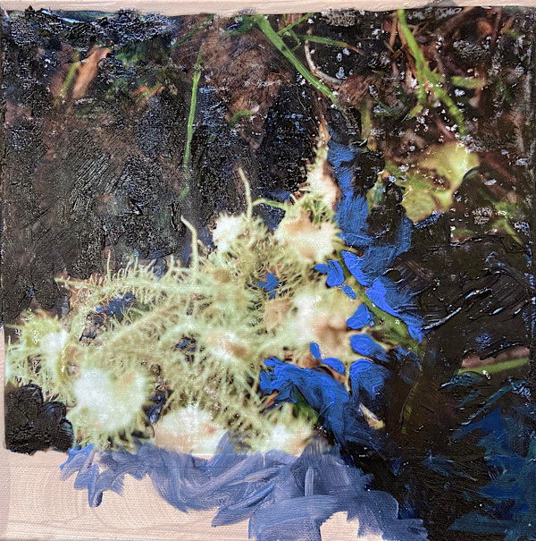 Beard Lichen II by Mila Rossi