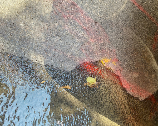 Red Bird by Terry Frishman