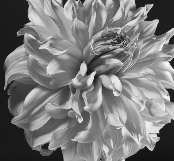 Islander Dalhia, 1 of 4 by Shelley Lipton