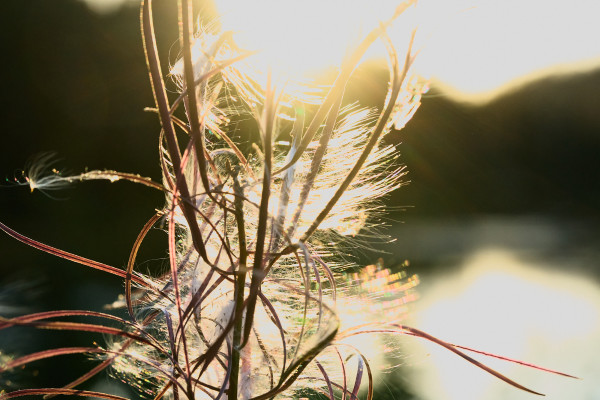 Sunset Filaments by Jim Bracher