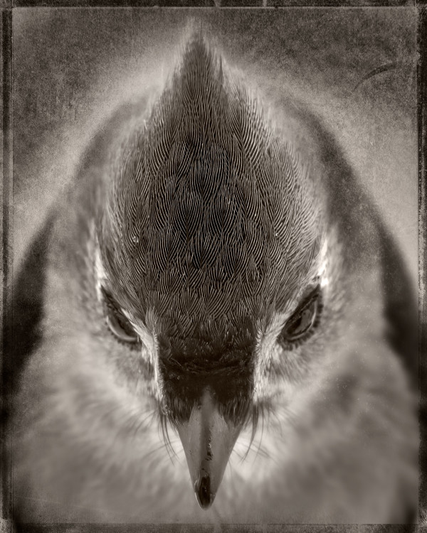 The Crest by Robert David Atkinson