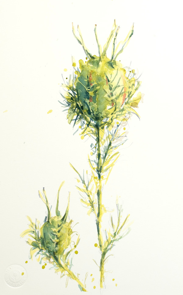 Love-In-The-Mist by J Michael Gatlin