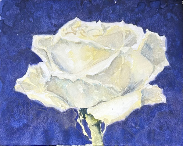 Perfect White Rose by J Michael Gatlin
