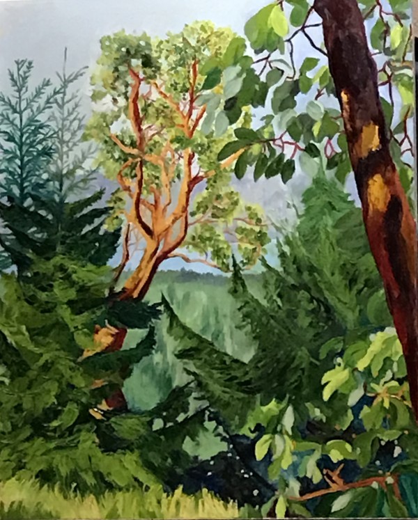 The Madrona Arbutus Trees in our Forest by Judith Madsen