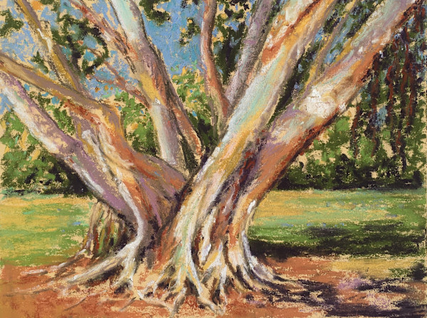 Fig tree by Susan Penfold