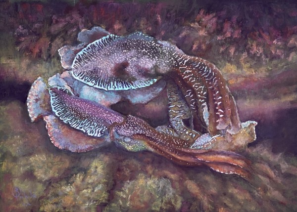 Cuttlefish Tango by Susan Penfold