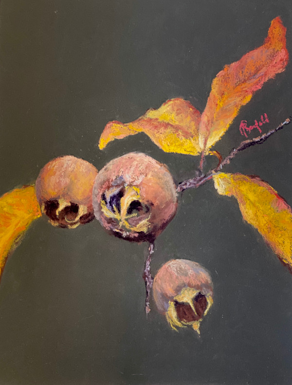 Medlar Fruits by Susan Penfold