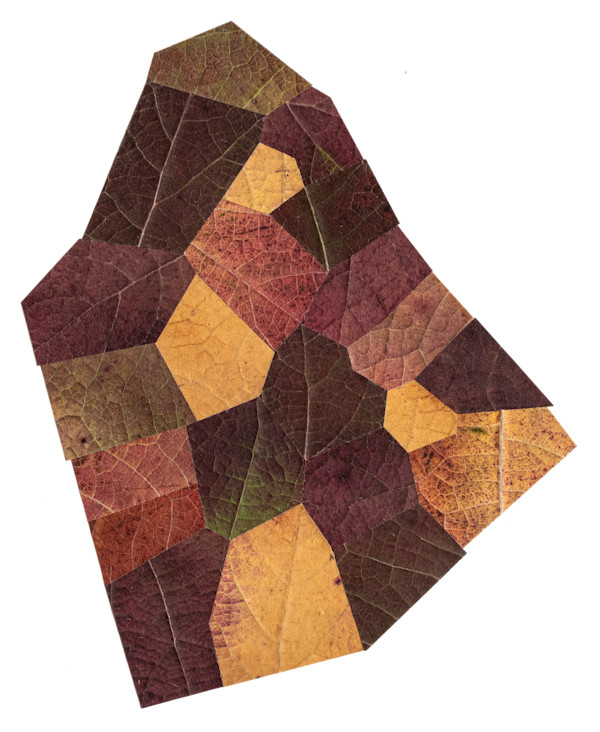 Schaar Garden Hydrangea quercifolia FEV Wine Quilt by Jody Graff