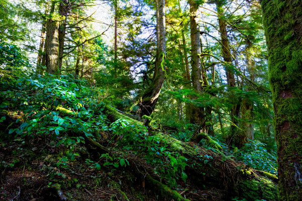 Deep Green Forrest by Theresa Muth, Image 1.
