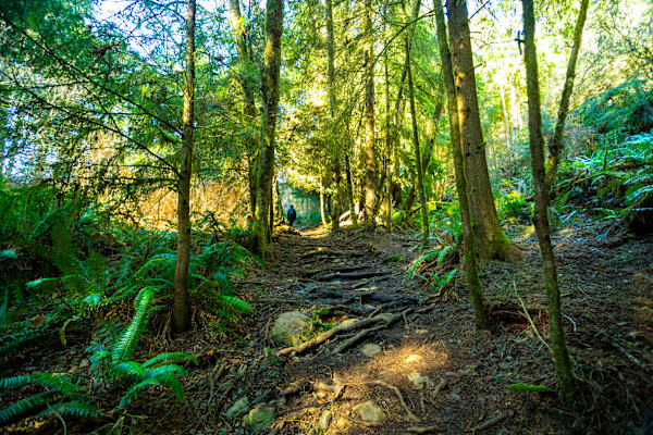 Along the Rainforest Path by Theresa Muth