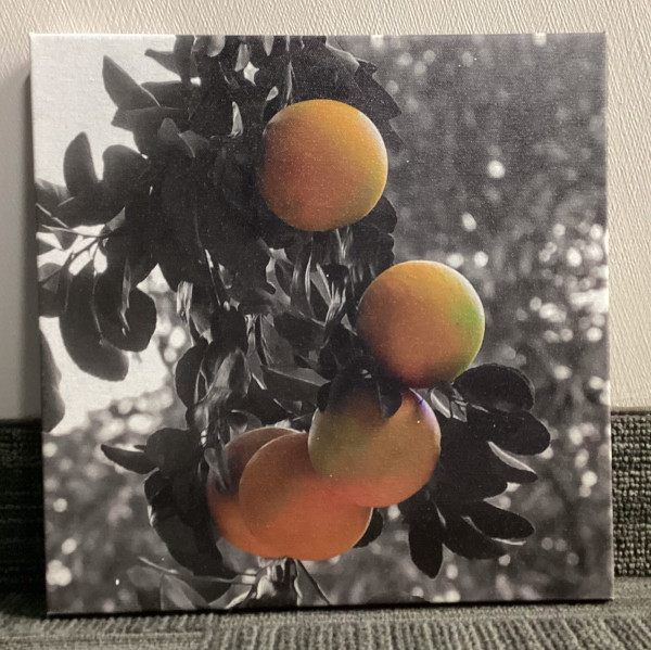 Oranges by Theresa Muth