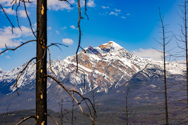 View from the Fire by Theresa Muth