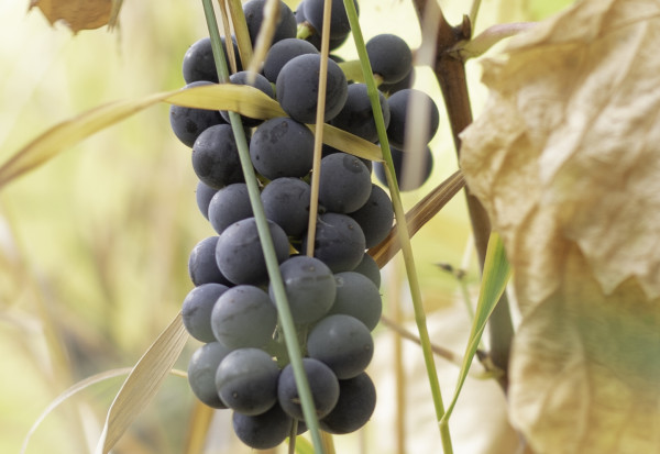 Grapes by Theresa Muth