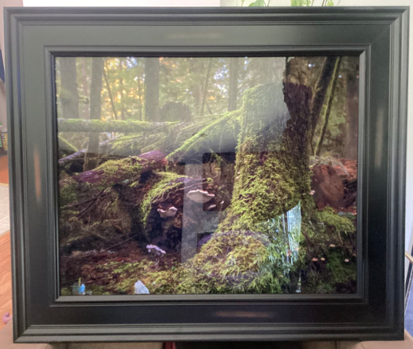 Mushrooms and Moss by Theresa Muth