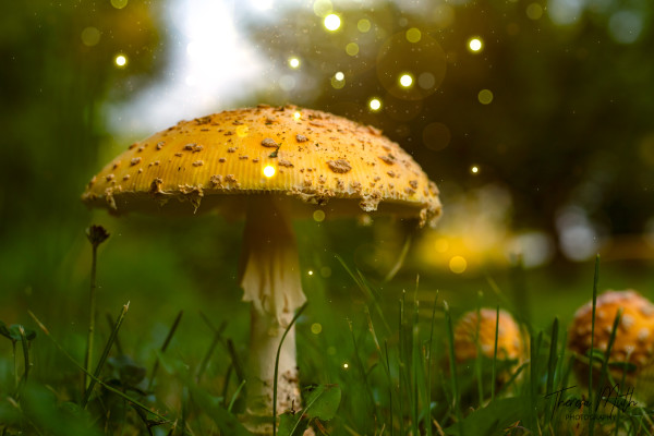 Magical Mushrooms by Theresa Muth