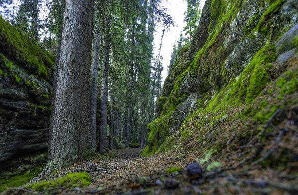Mossy Path by Theresa Muth