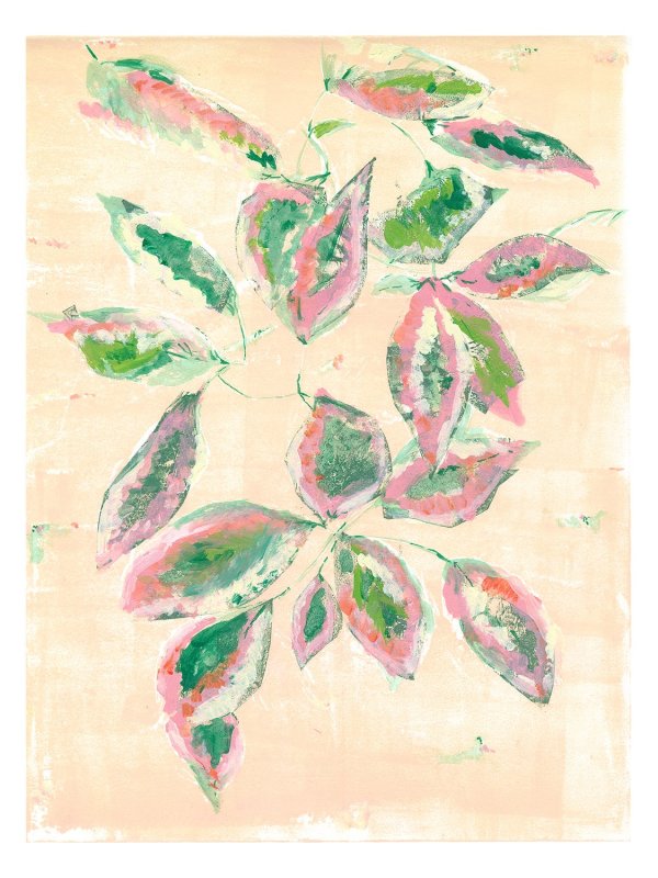 Pink Ficus by Ilana Dashe