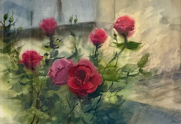 Roses in bloom by Steven Plaziak