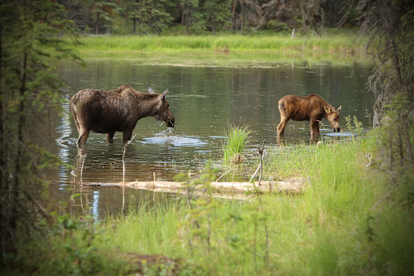 Mom's Watchful Eye by Scott Bazzell