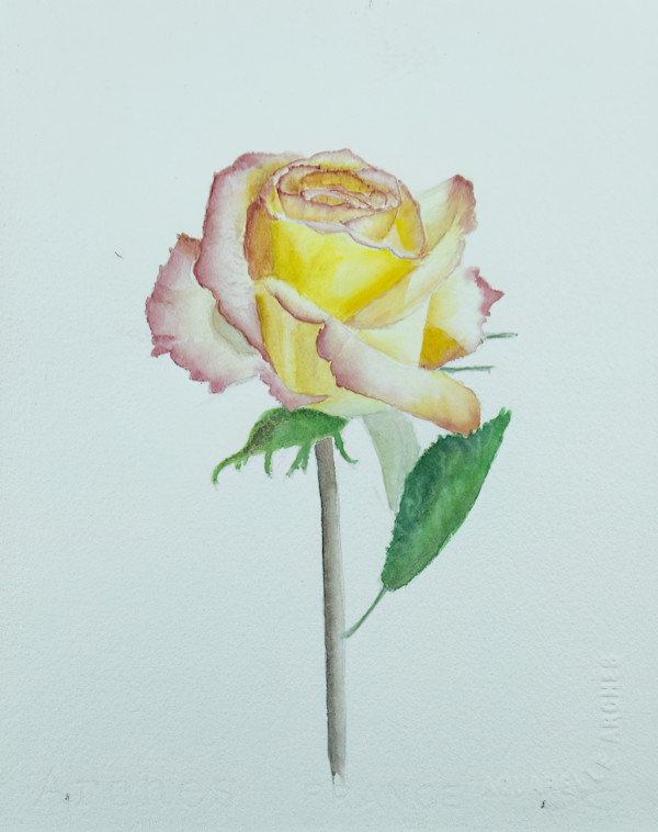 Peach Rose by Bea Rosenhauch