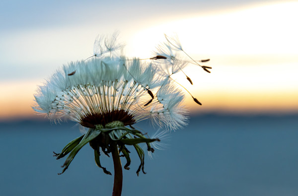 Whispers on the Evening Breeze by Linda Davidson