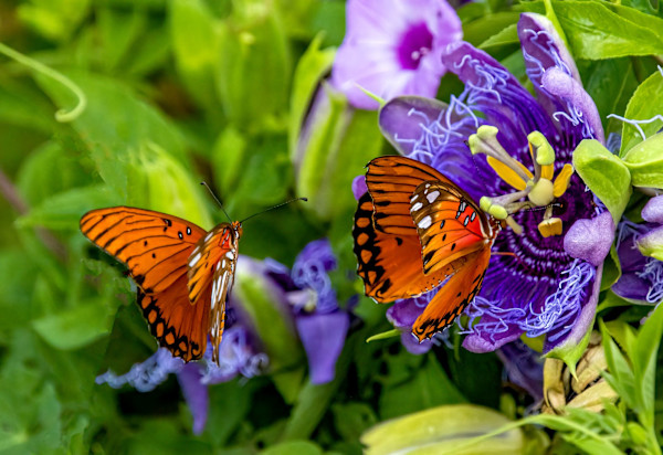 Passion of Spring by Linda Davidson