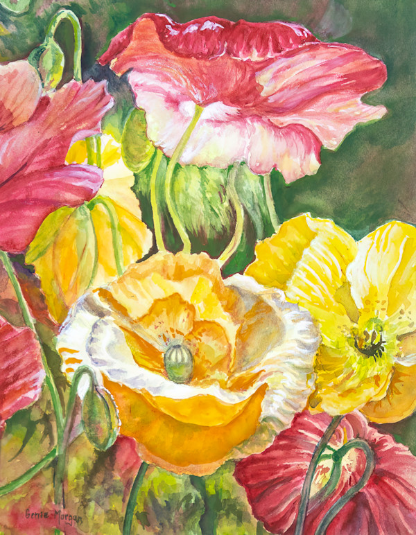 Delightful Poppies by Genie Morgan