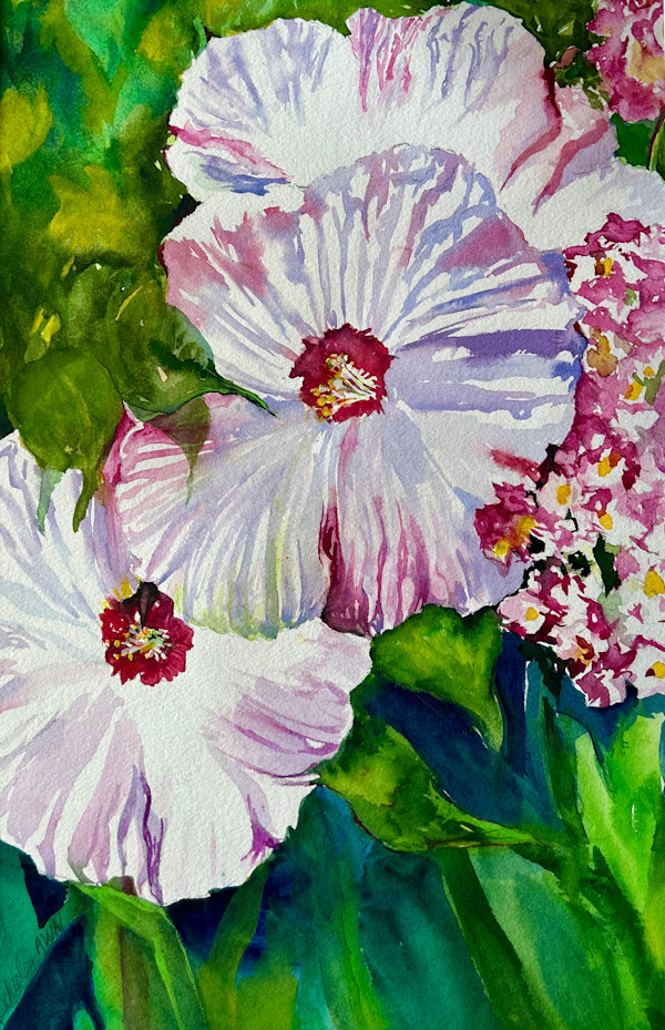 Dollar Plate Hibiscus by Linda Schooley