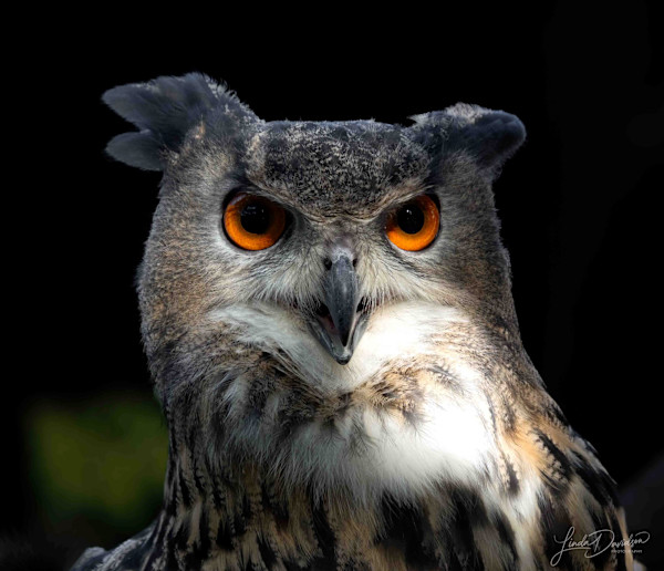 Eyes of Wisdom by Linda Davidson