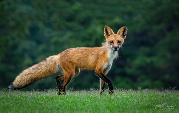 Red Fox by Linda Davidson