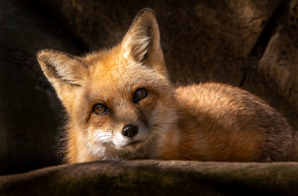 Red Fox by Linda Davidson
