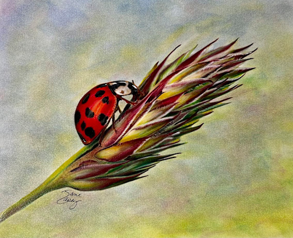 Lucky Lady by Jane Casey, Image 1.