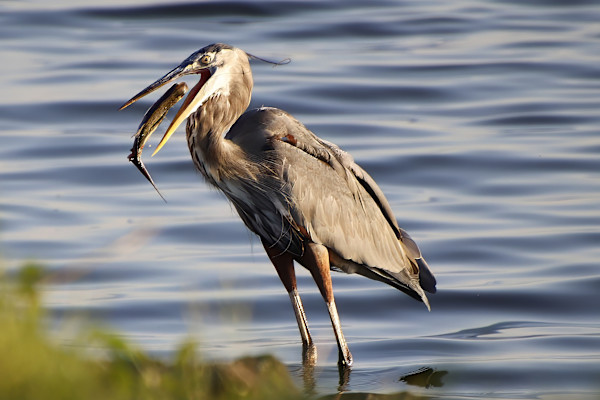 Gone Fishing by Peggy Craft