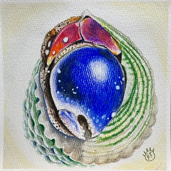 Tortugas Hermit by Krystin Fisher