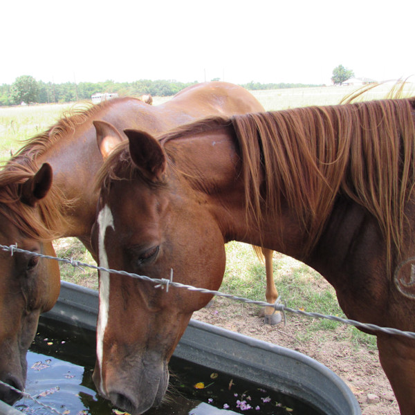 Thirst Quencher by Sonora Martin