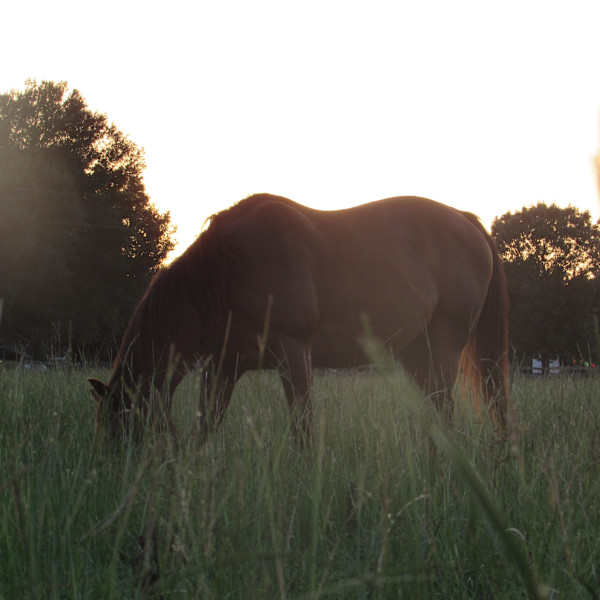 Golden Hour by Sonora Martin