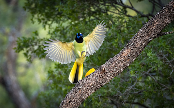 Majestic Green Jay by Linda Davidson