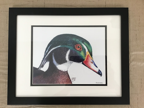 Wood Duck - print by Jane Casey