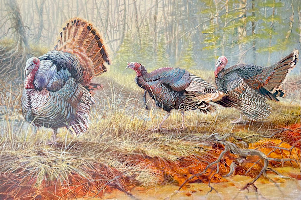 Wild Turkeys by Gary Broome