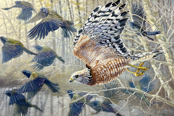 Mobbing-Red Shoulder Hawk by Gary Broome