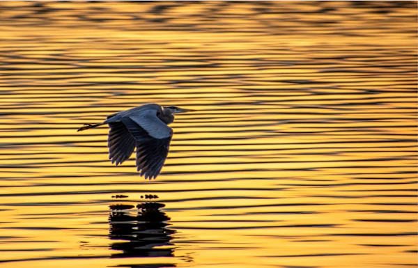 Golden Glide by Linda Davidson