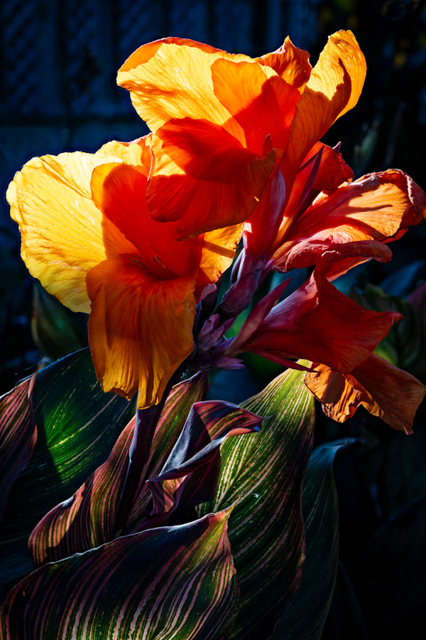 Yellow Canna by Craig Daugherty