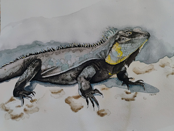 Iguana by Terry Heckmann