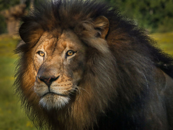 King of the Jungle by Linda Davidson