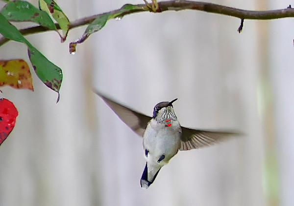 Little Hummer by Peggy Craft