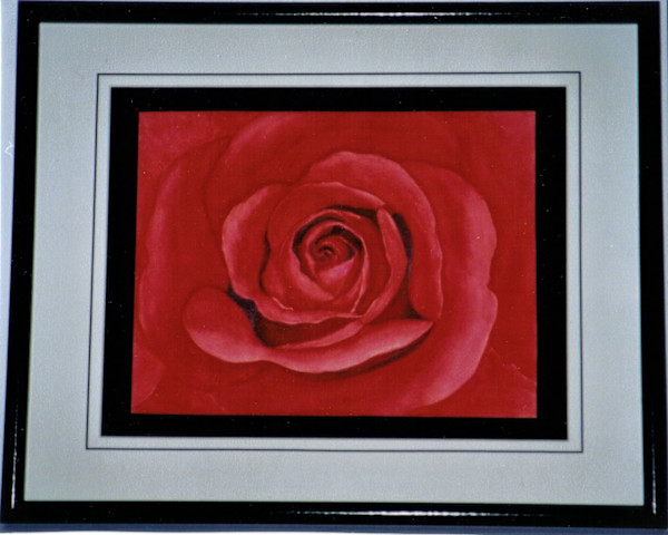 Red Rose Close-Up by Donna Cariker