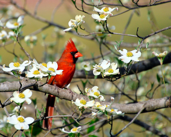 Spring by Peggy Craft