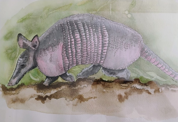 Armadillo by Terry Heckmann